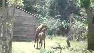 Caballo Singando a do mano [upl. by Htir248]