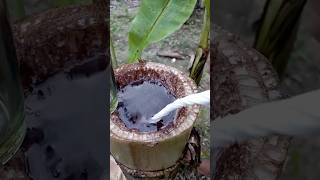 Extraction and purification of banana plant water outdoors bushcraft camping survival skill [upl. by Verney]