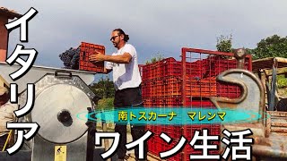 【ワイン造り】トスカーナ、マレンマワイン生活ー①Italy in Toscana Maremma Harvest 2020 and Making wine Morellino di Scansano [upl. by Stillas878]