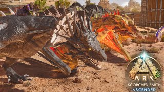 ARK ASCENDED SCORCHED EARTH criando wyverns  10 [upl. by Bywaters]