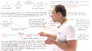 ATCase Allosteric Regulation [upl. by Randall115]