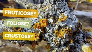 HOW TO RECOGNIZE DIFFERENT TYPES OF LICHENS  Lichen growth forms structures and reproduction [upl. by Flss918]