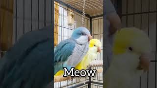 Blue Quaker Parrot talking yellow quaker parrot listening talkingparrot shorts cat [upl. by Grand]