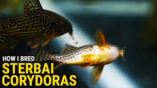 How I Bred Sterbai Corydoras at Home [upl. by Lymann]