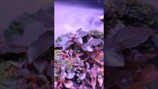 Emersed plant growth  Bucephalandra Ludwigia repens super red [upl. by Anohsal472]