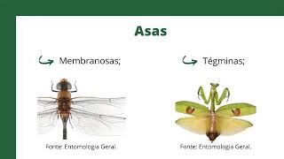 SEMINÁRIO MAOE  4° BIM ORDEM HEMIPTERA [upl. by Aneekat]