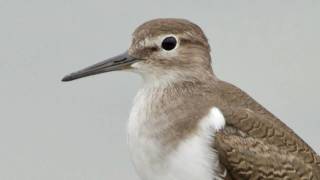 Common Sandpiper [upl. by Fruin541]