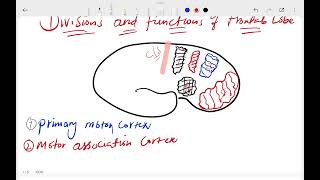 Neuroscience Cerebral Cortex 1 [upl. by Bajaj]