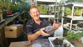 Martagon Lily Propagation with Dr Evans [upl. by Cut]