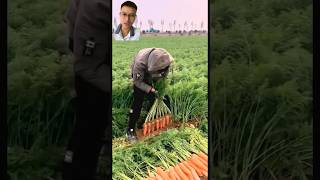 He is harvesting carrots in the field sonasmr [upl. by Fleeman]