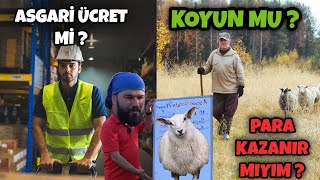 10 KOYUN ASGARİ ÜCRET EDER Mİ [upl. by Aerdna]