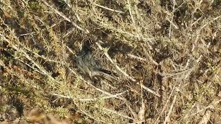 California Gnatcatcher at Alta Vicente Reserve Rancho Palos Verdes CA [upl. by Ivy]