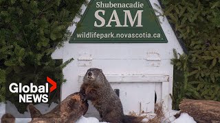 Groundhog Day 2023 Shubenacadie Sam sees her shadow predicts 6 more weeks of winter [upl. by Bridgette]