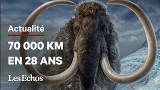 Découverte scientifique  Dans les pas dun mammouth laineux il y a 17000 ans [upl. by Flight]