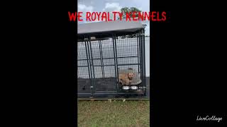 We Royalty Kennels 2020 [upl. by Vilma]