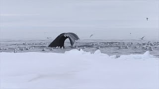 Bowhead whales feeding by floe edge [upl. by Dickey]