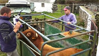 JAF  Transferir Touro e Tratar Um Lote de Vacas no Pico do Carvão  Ilha Terceira  Açores [upl. by Batista]