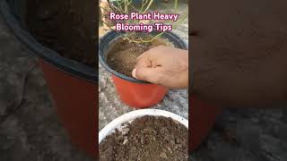 Rose Plant Heavy Blooming Tips gardening plants rose shorts [upl. by Snyder]