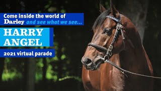 2021 Darley Australia Stallion Parade  Harry Angel [upl. by Samuela]