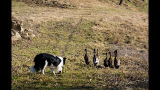 Border collie prvič pri zganjanju ovc pri Ovčarski [upl. by Tayib]