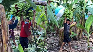 ASÍ SE TRABAJA EN LAS BANANERAS De GUATEMALA”EL TRABAJO MÁS PESADÓ DEL PAÍS 🇬🇹 [upl. by Dnomzed]