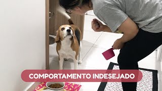 A forma CORRETA de corrigir um COMPORTAMENTO INDESEJADO do seu cão [upl. by Lebiralc]