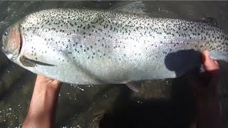 Bait Fishing 73  Small Stream Fishing for an 8lb Big Rainbow Trout [upl. by Foskett]