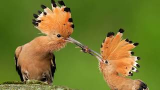 আল কুরআনে বর্ণিত হুদ হুদ পাখি  Hudhud Hoopoe bird ᴴᴰ Islamic Documentary in Bangla [upl. by Axela]