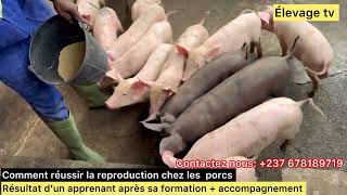 Réussir son élevage de porc en reproduction [upl. by Nadoj283]