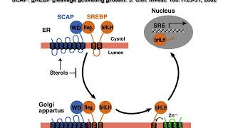 ERM1 LIPIDOMICS LEC 3B PODCAST Cholesterol Regulation and Homeostasis [upl. by Novets]