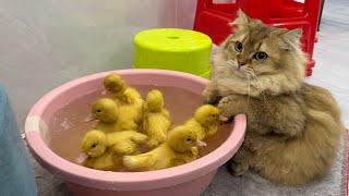 The cat carried the little duck into the swimming poolfunny cute🤣Cats also want to learn to swim [upl. by Consuelo]