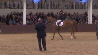 Showjumping  Laura Renwick MasterclassYoung Horses [upl. by Retha]