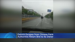 Ostrich Escapes From Chinese Farm [upl. by Naji511]