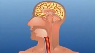 Learn Human Body Part  Internal  Kids Educational Video [upl. by Retloc]