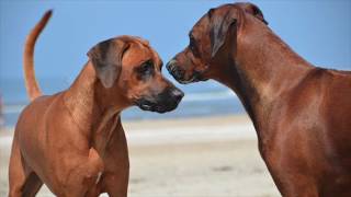 Stress en spanning bij honden  deel 1 [upl. by Prem16]