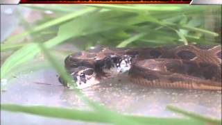 TWO HEADED SNAKE FOUND IN MAPUSA BASTORA [upl. by Haropizt]