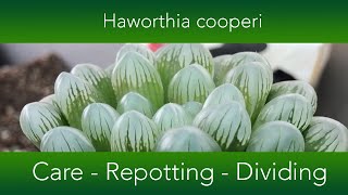 Haworthia cooperi  How to grow and repot the Window or Crystal Succulent [upl. by Hamal446]