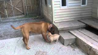 Bullmastiff Puppies 8 weeks old [upl. by Moreen423]