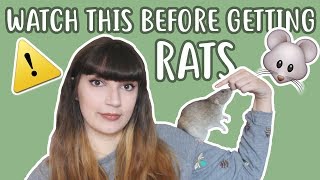 💡🐀 20 THINGS YOU SHOULD KNOW BEFORE OWNING RATS 🐀💡 [upl. by Kanor]