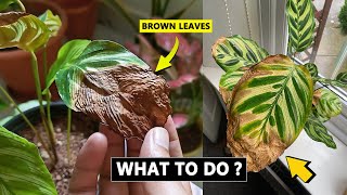 5 Reasons Calathea leaves turning brown and crispy [upl. by Etteuqaj771]