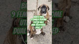 puppies puppy rehome available [upl. by Idroj]