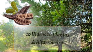 10 Vídeos 10 Plantas  A Alfarrobeira Ceratonia siliqua [upl. by Elga]