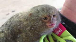 Ouistiti Pygmée Pygmy Marmoset apprivoisé [upl. by Nemzzaj956]