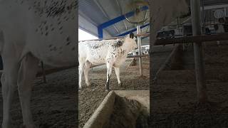 Excellent average daily weight gain  3 month heifer dairy animals dairyfarming dairyanimal [upl. by Naesed585]