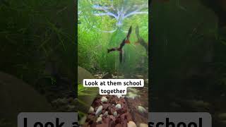 Adding guppies to my tank  Hope you enjoy it  ytshort aquarium shorts short [upl. by Yeblehs]