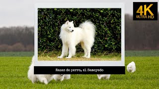 Razas de perro el Samoyedo [upl. by Adnoloy]