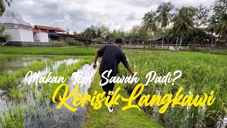 Makan tepi sawah padi di Kerisik Restaurant Langkawi [upl. by Tra]