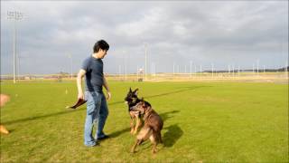 Two years in 5 minutes  raising a Belgian Malinois [upl. by Serle]