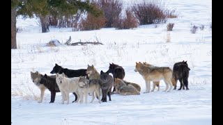 Wapiti Lake Wolf Pack Howling in Yellowstone [upl. by Web455]