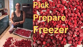 Raspberry Picking and Preparation for the Freezer [upl. by Frolick]